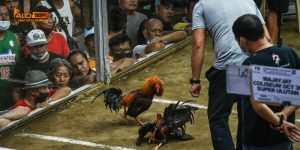 Đá gà C3 hôm nay: Thông tin và kinh nghiệm cho người chơi