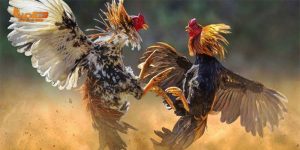 Đá Gà Mạng Và Những Bí Quyết Giúp Người Chơi Thắng Lớn