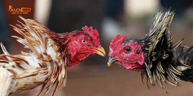 Đá gà mạng là trò chơi như thế nào?