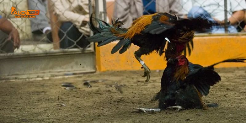 Những hiểu biết cơ bản về đá gà C3 hôm nay