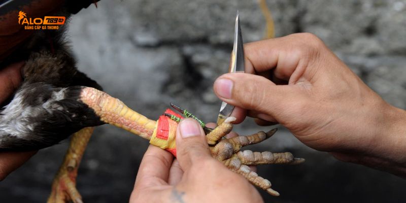 Trực Tiếp Đá Gà Cựa Dao Kịch Tính Hấp Dẫn Từng Phút